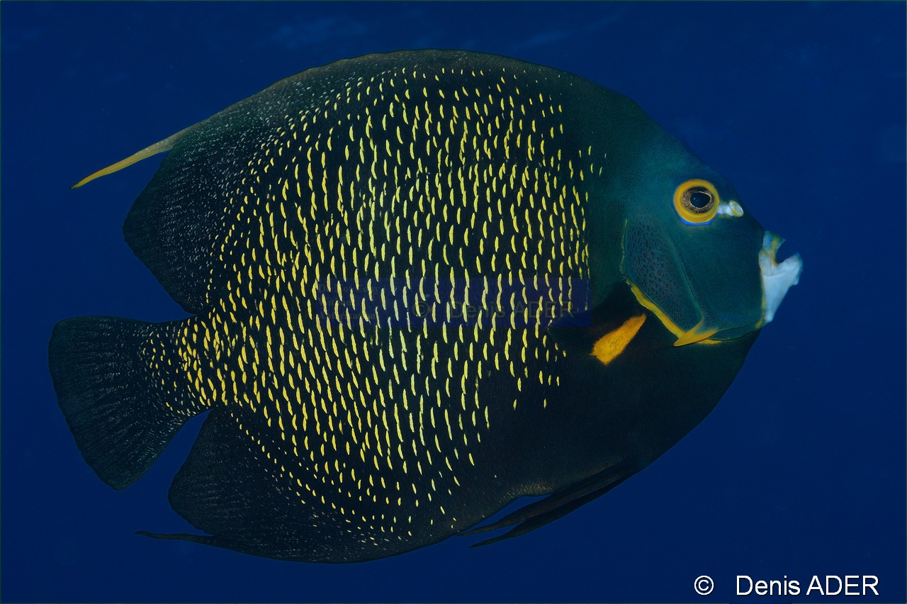 Pomacanthus-paru Ange francais-Bonaire Buddy reef-29m-20120217-Denis-ADER-DSC_6223_tn.jpg
